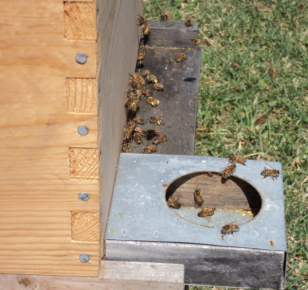 normal-honeybee-traffic